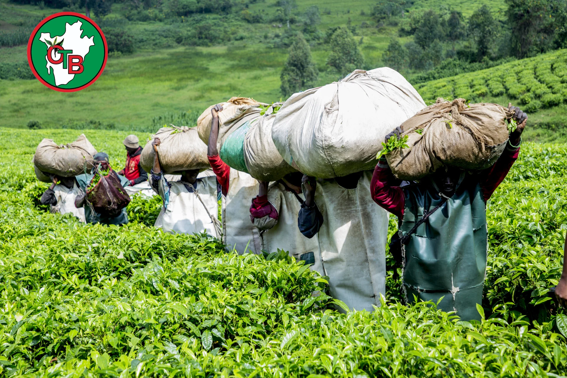 Fresh tea leaves being collected