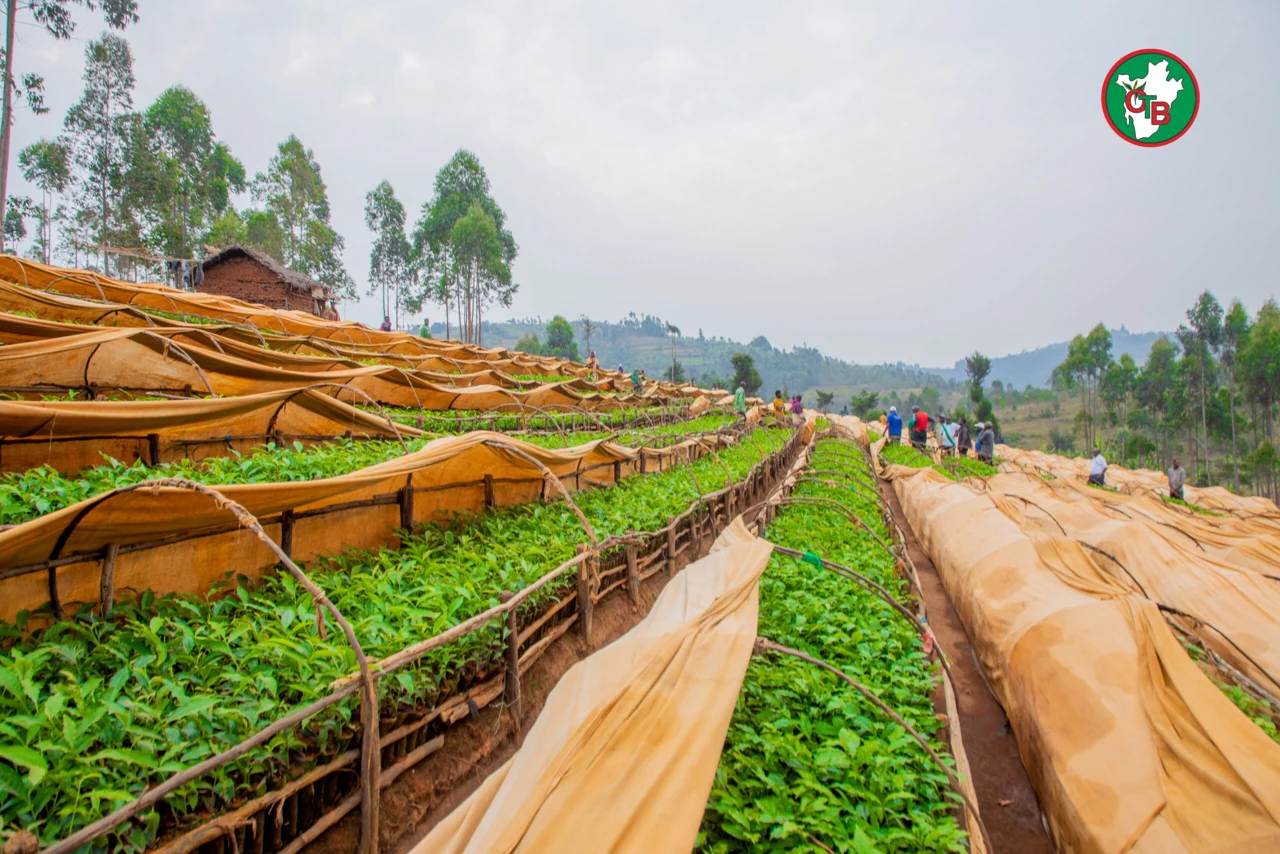 Petits producteurs burundais cueillant des feuilles fraîches dans une plantation d'altitude